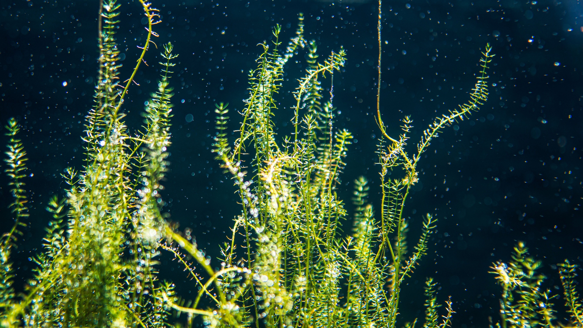 A beautiful closeup of aquatic plants