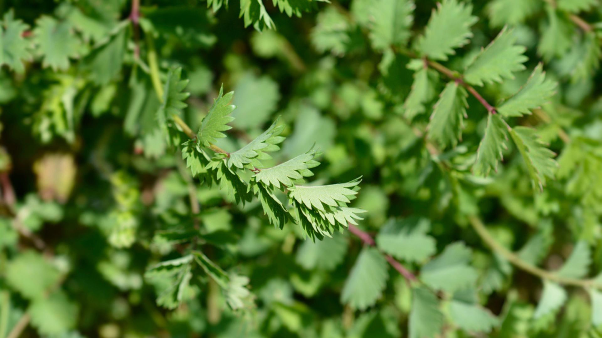 salad burnet