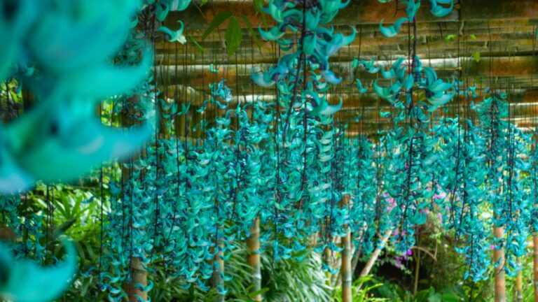 jade vine plant in nature