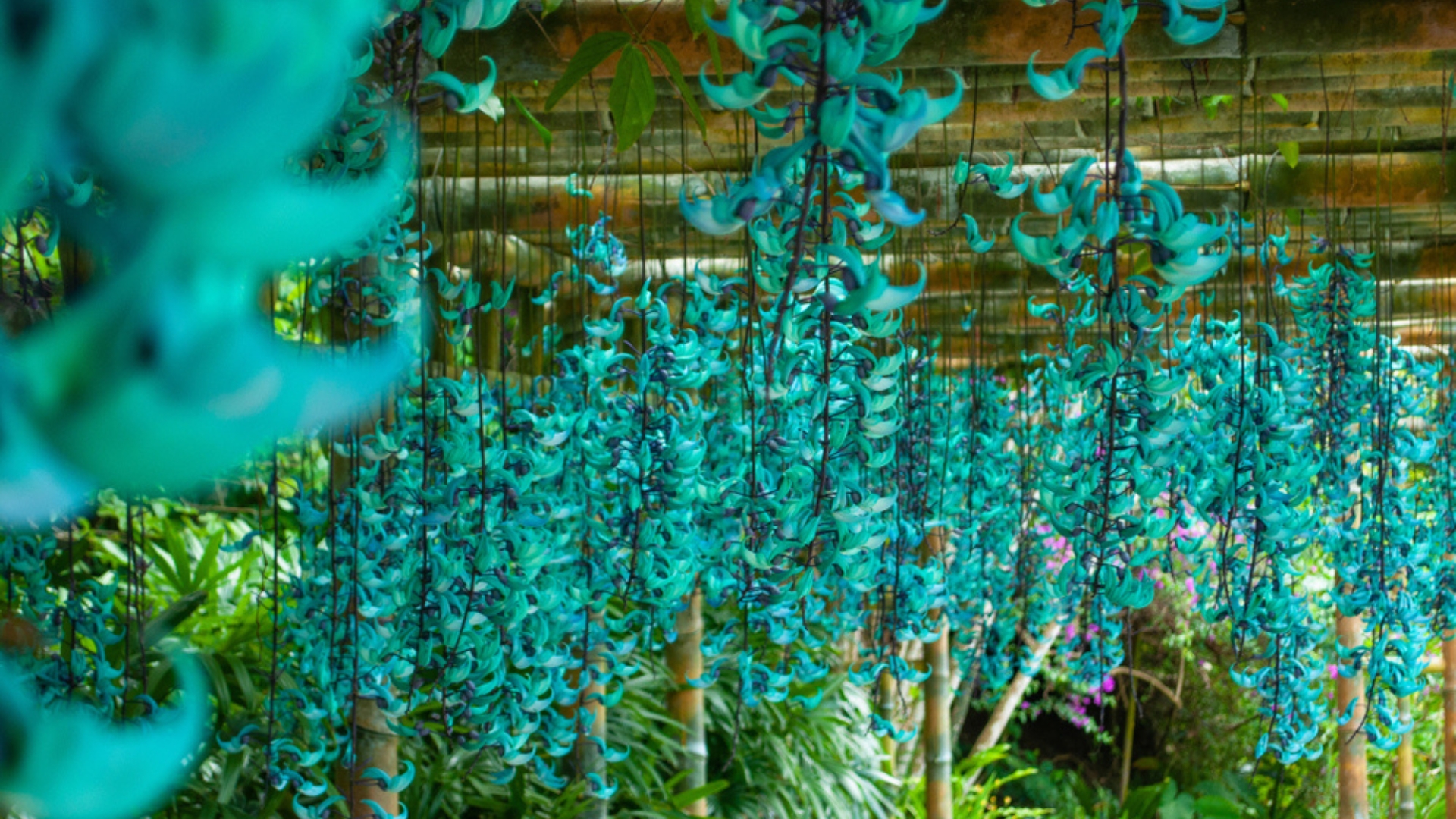 25 Unusual Plants That Look Straight Out Of A Sci-Fi Movie