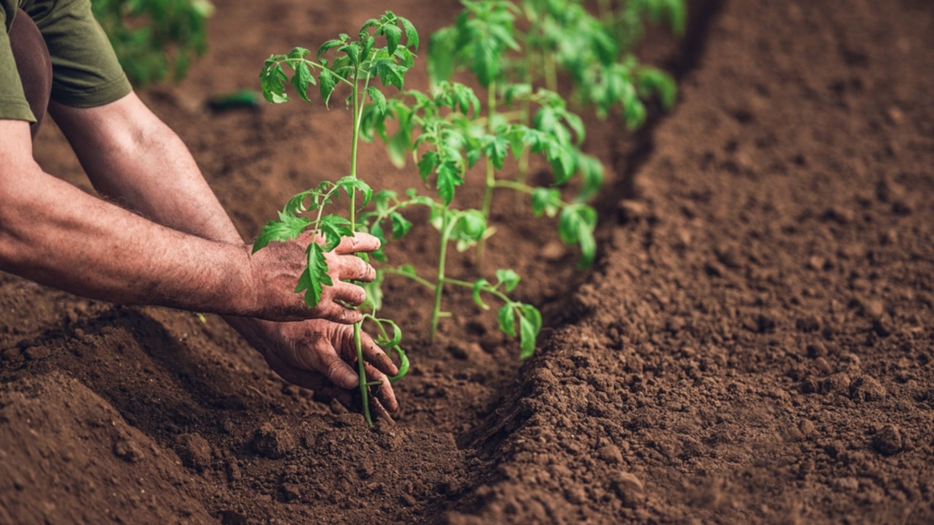 gardener planting tomatoes