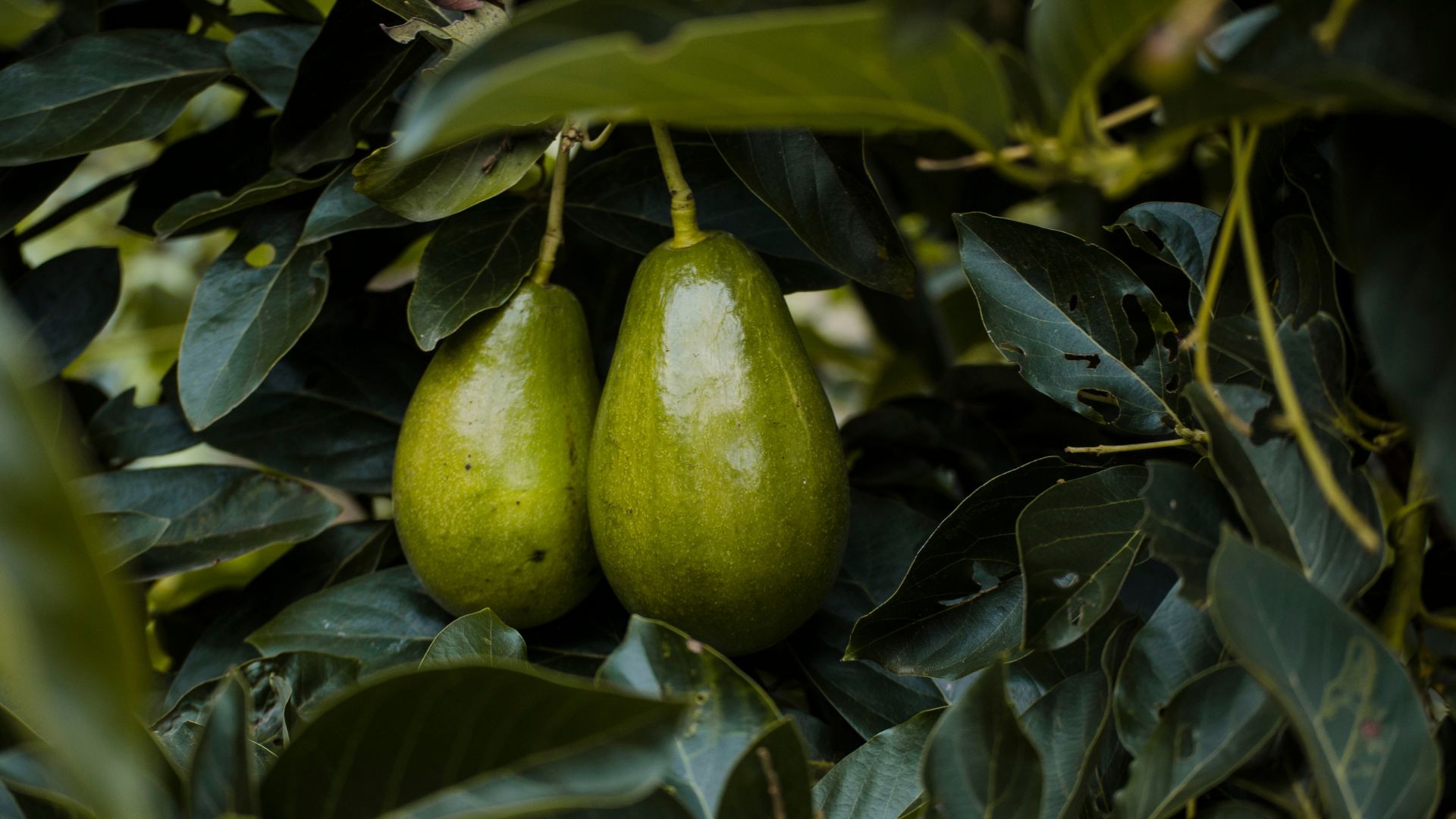 avocado tree