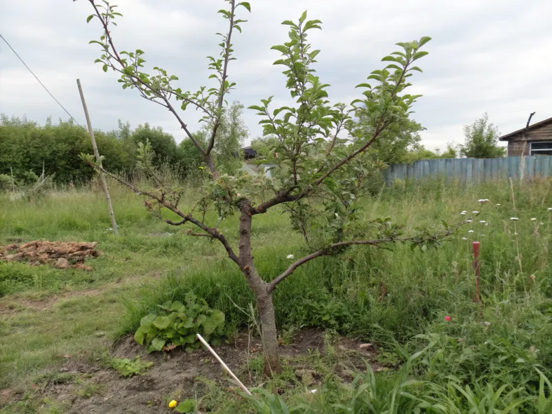 25. Neglecting Early Tree Care