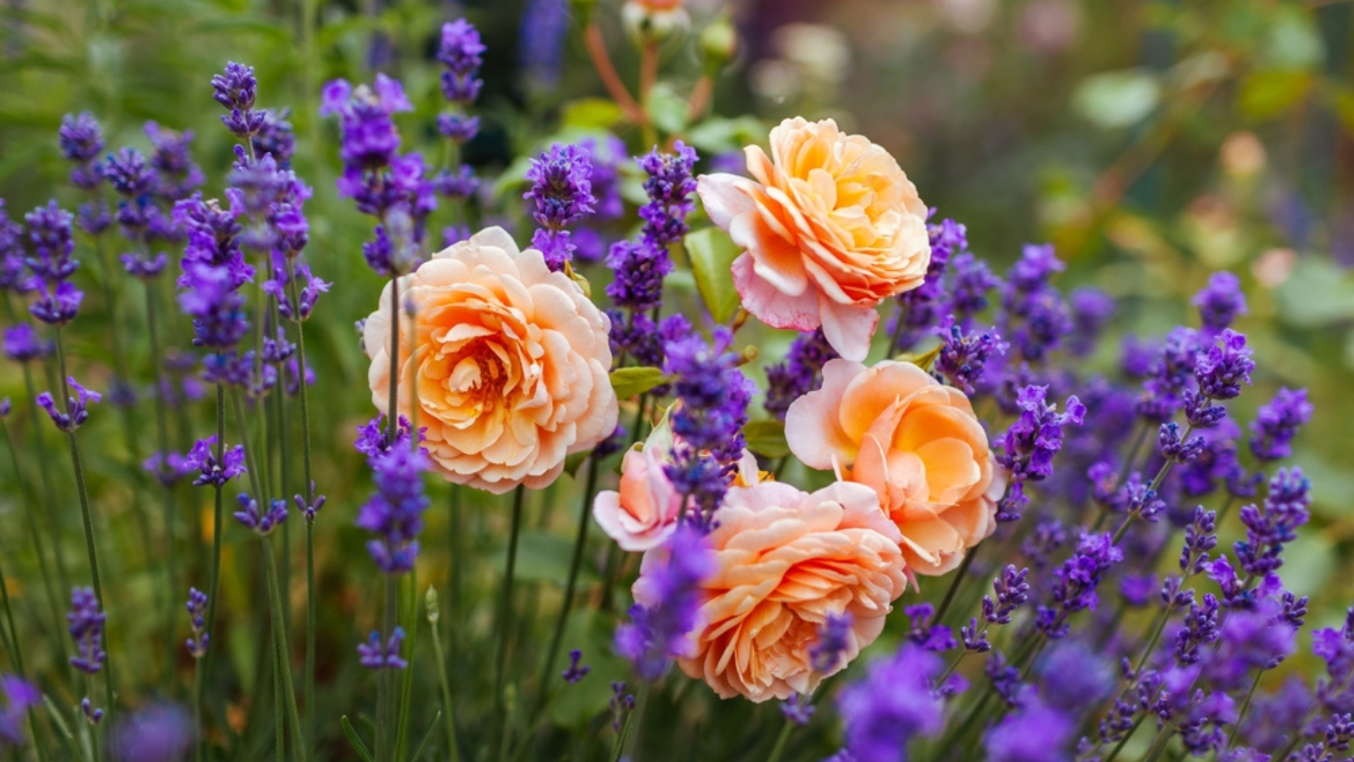 26 Beautiful Flower And Shrub Combos To Add Harmony to Your Garden