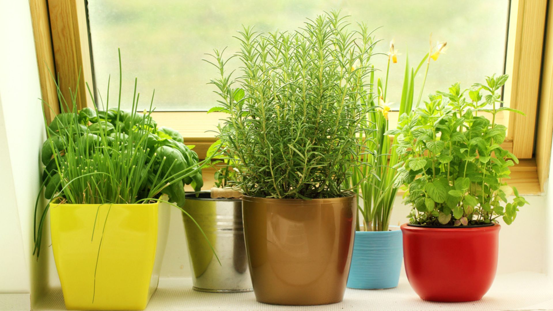 herbs in pots in the kitchen