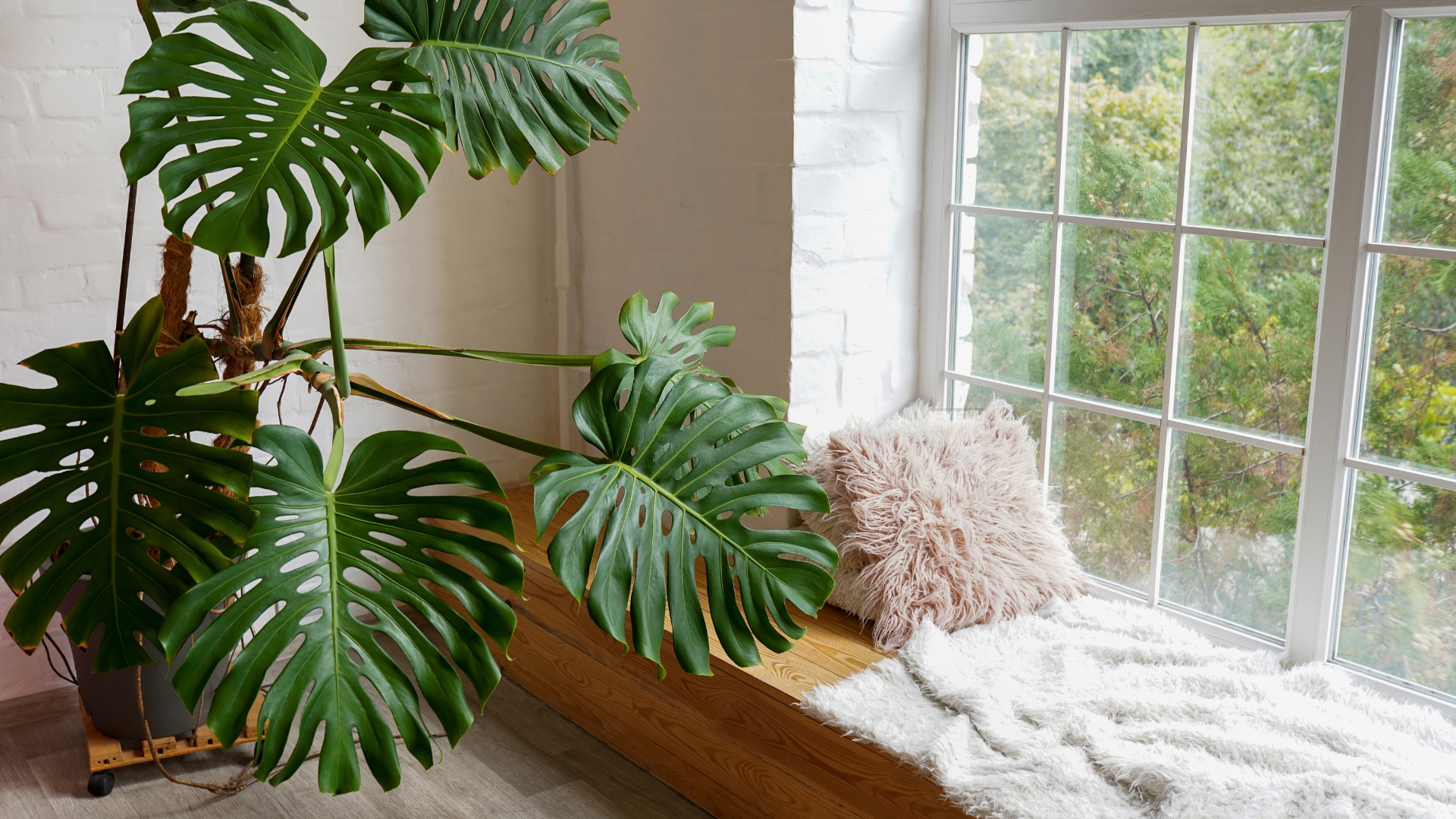 monstera deliciosa