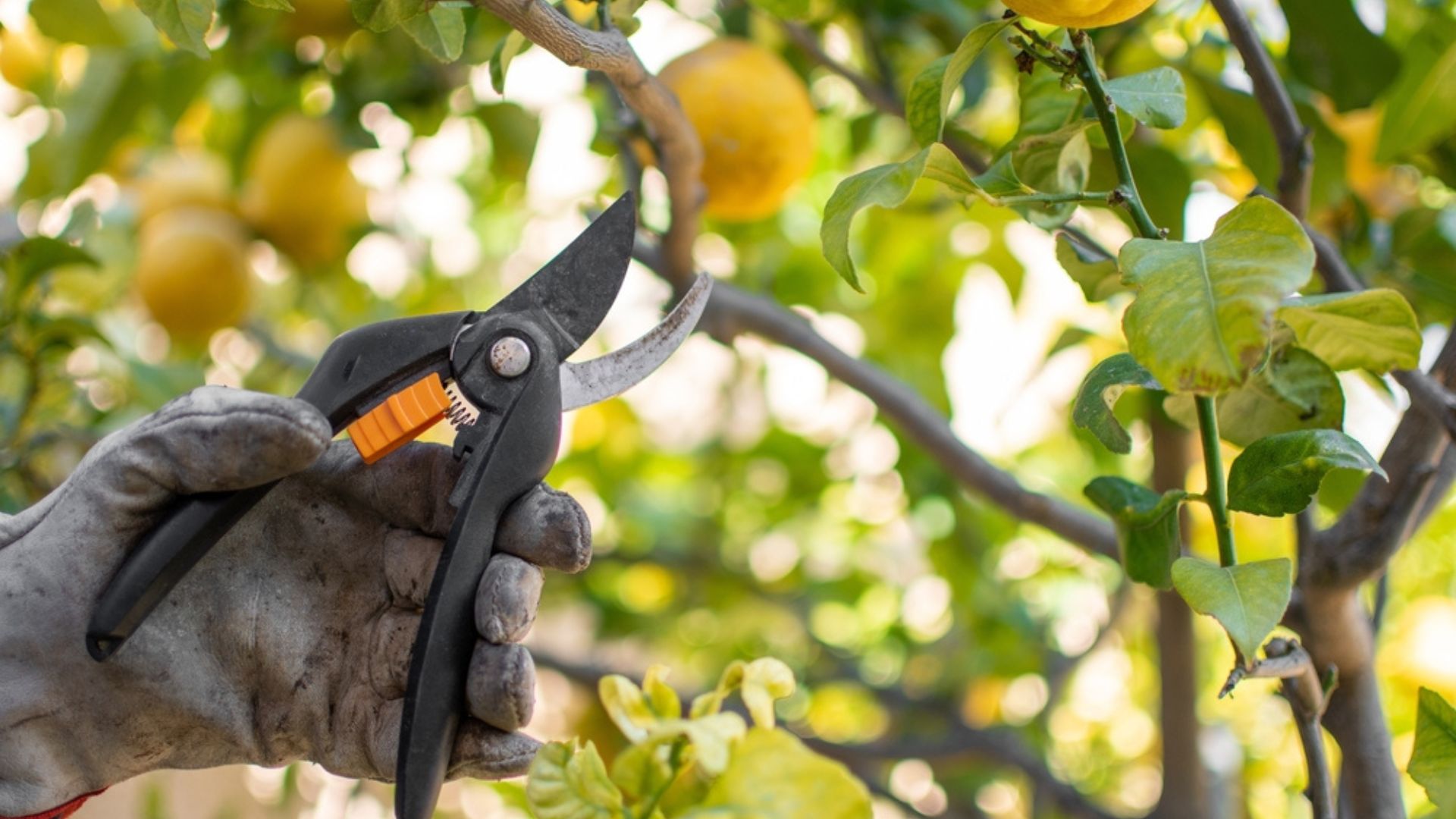 pruning citrus tree