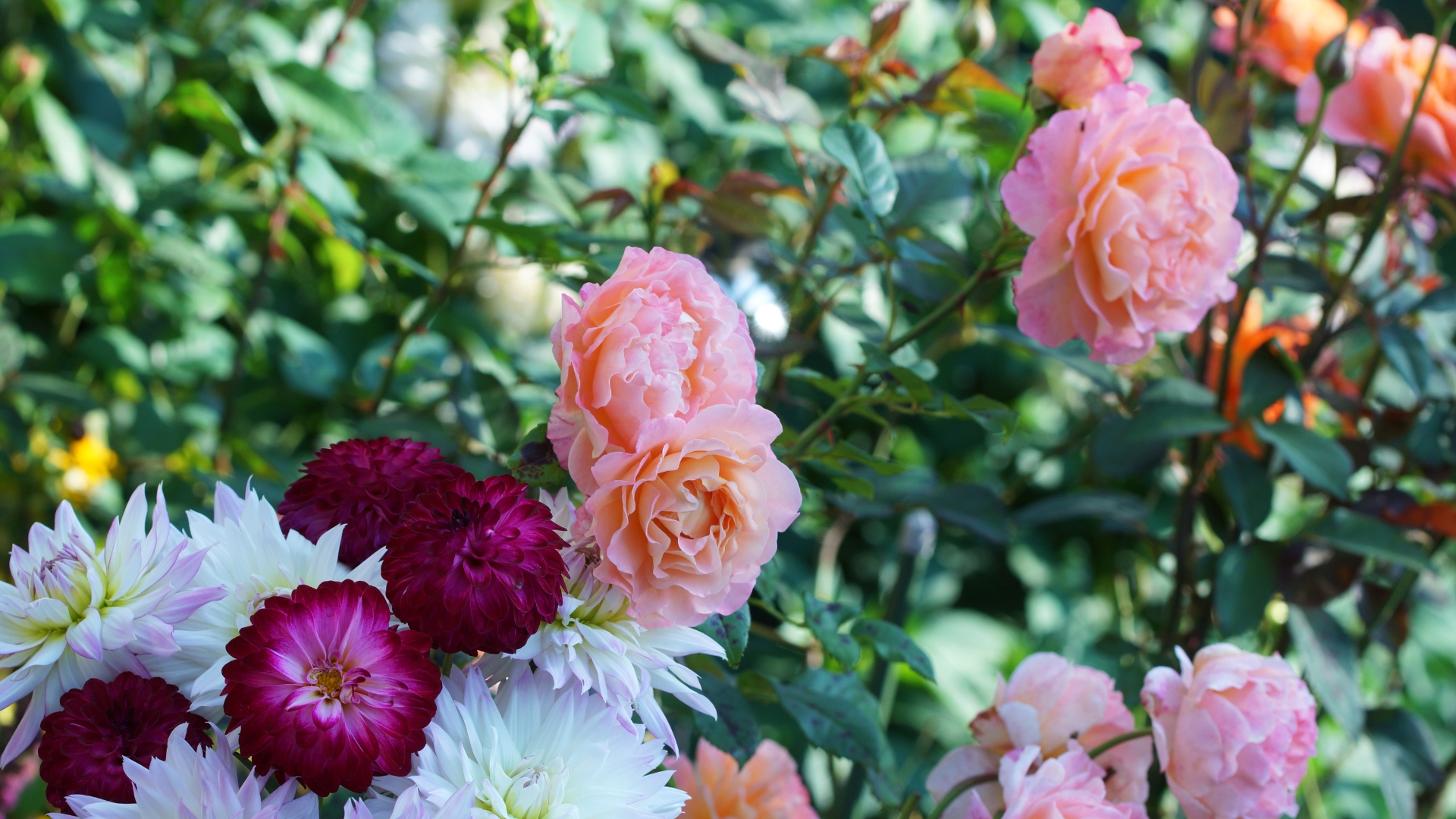 26 Old-Fashioned Flowers For A Touch Of Nostalgia