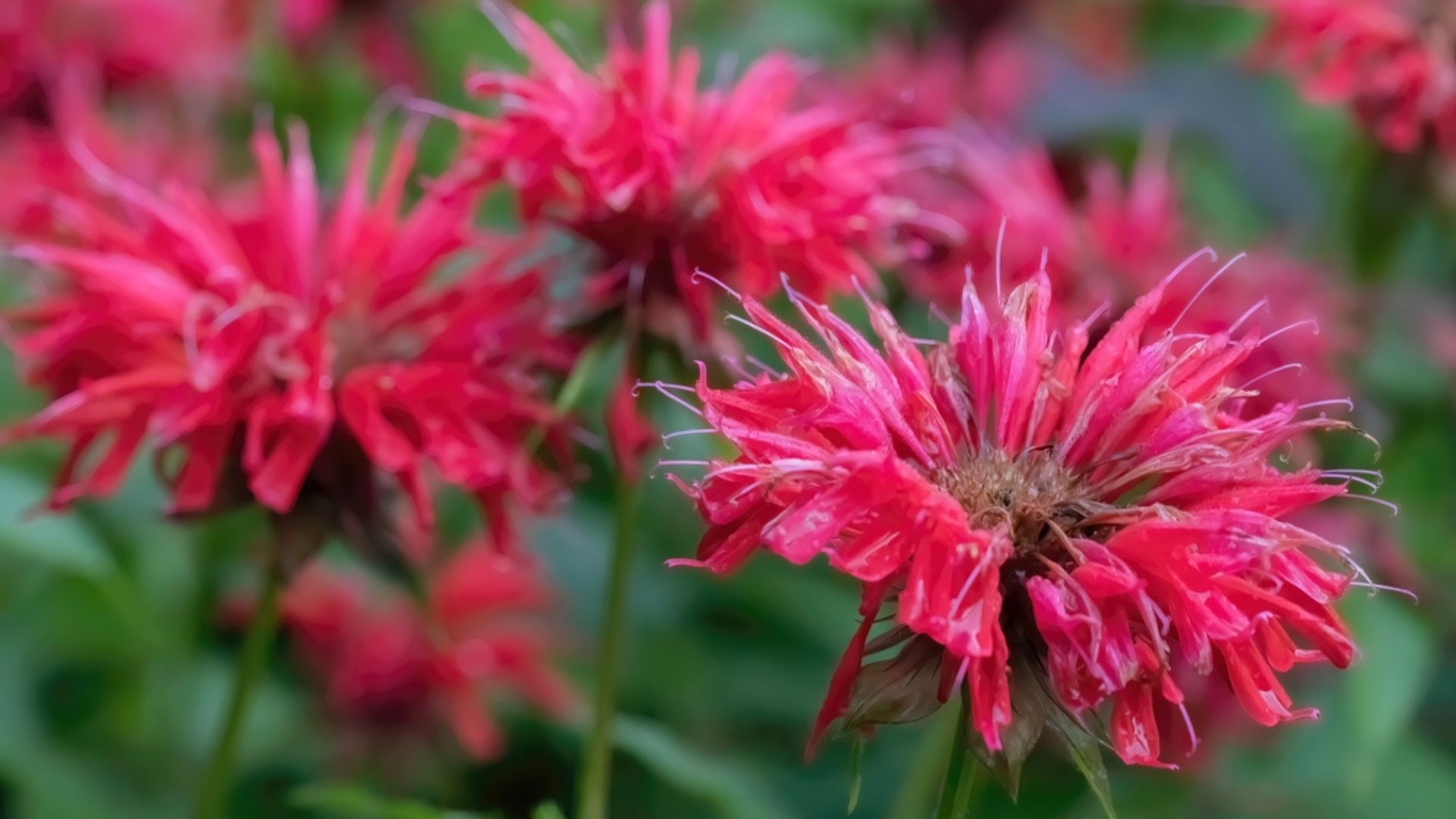 bee balm plant