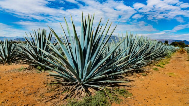 blue agave