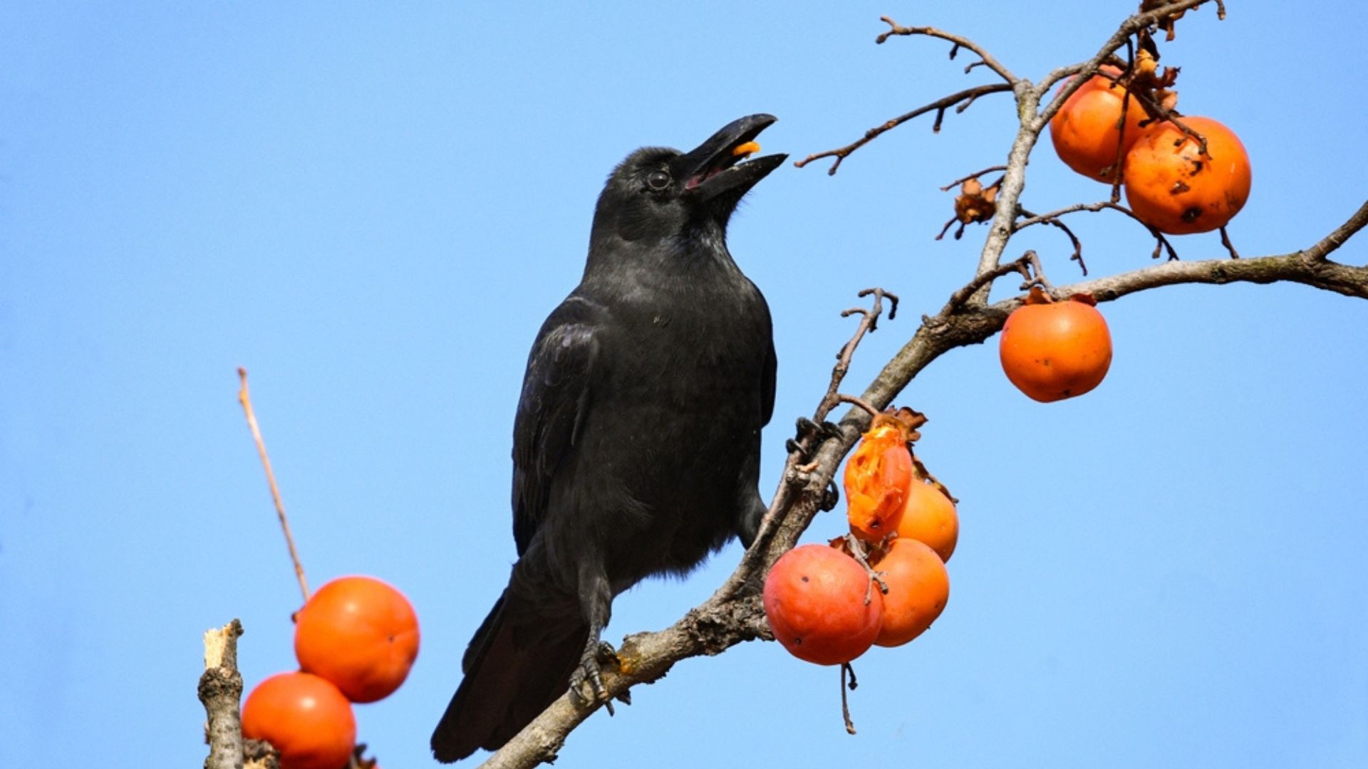 26 Plants You’ll Want In Your Yard Or Garden To Attract Crows