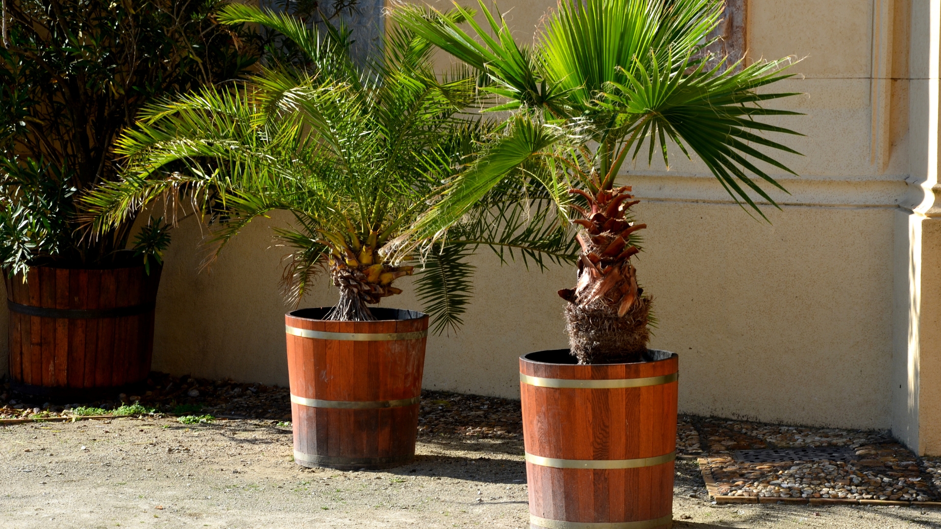 palm plant outdoors