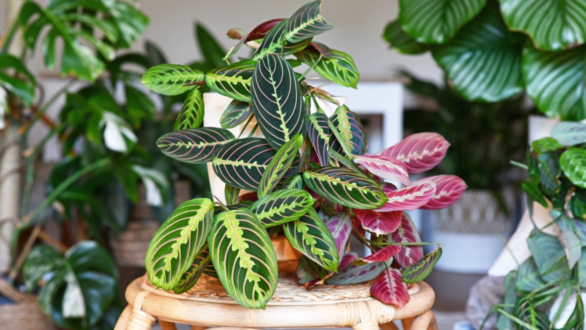 red maranta plant