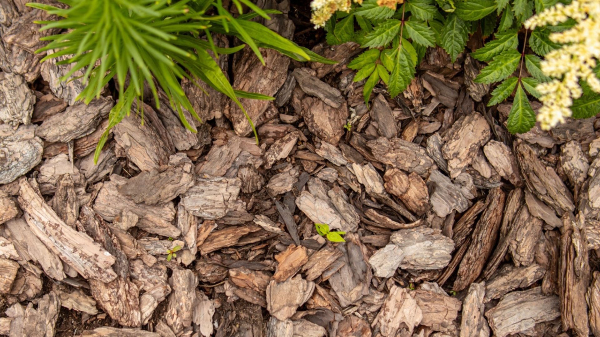 mulch in garden