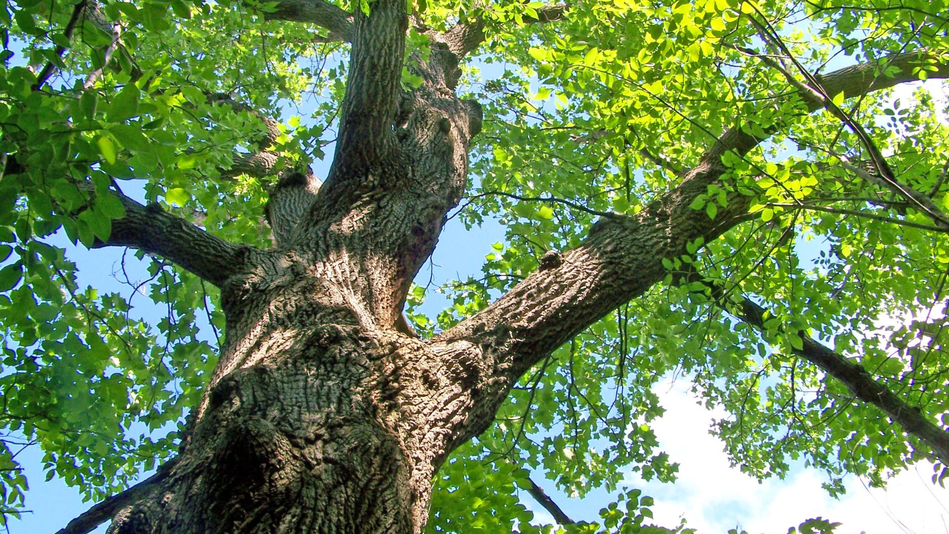 26 Towering Beauties To Elevate Your Landscape (Yet 3 That Are Not Garden-Friendly!)