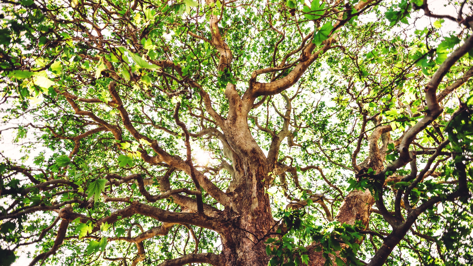 sycamore tree