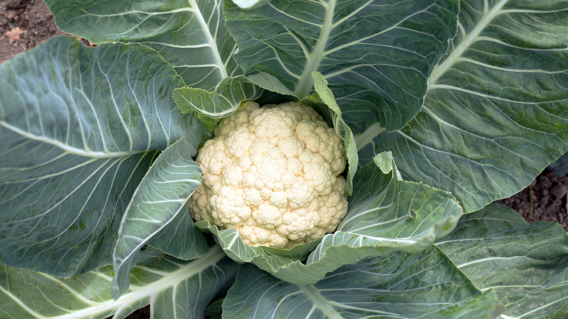 26 Worst Vegetables For Raised Garden Beds