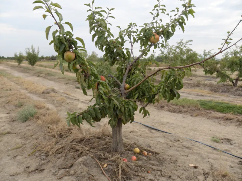 26. Misunderstanding Fruit Varieties