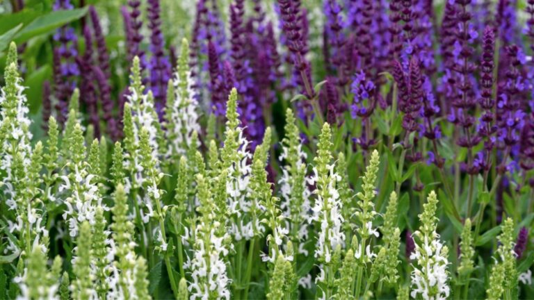 salvia flowers
