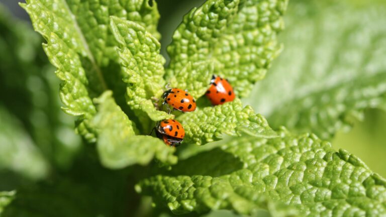 lady bugs on leaf