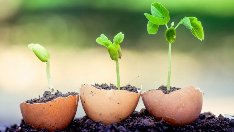 eggshells with seedlings