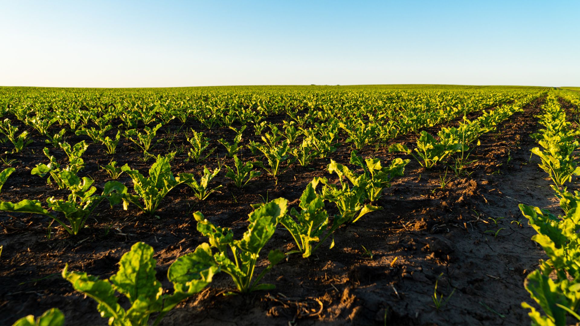 arugula on the field