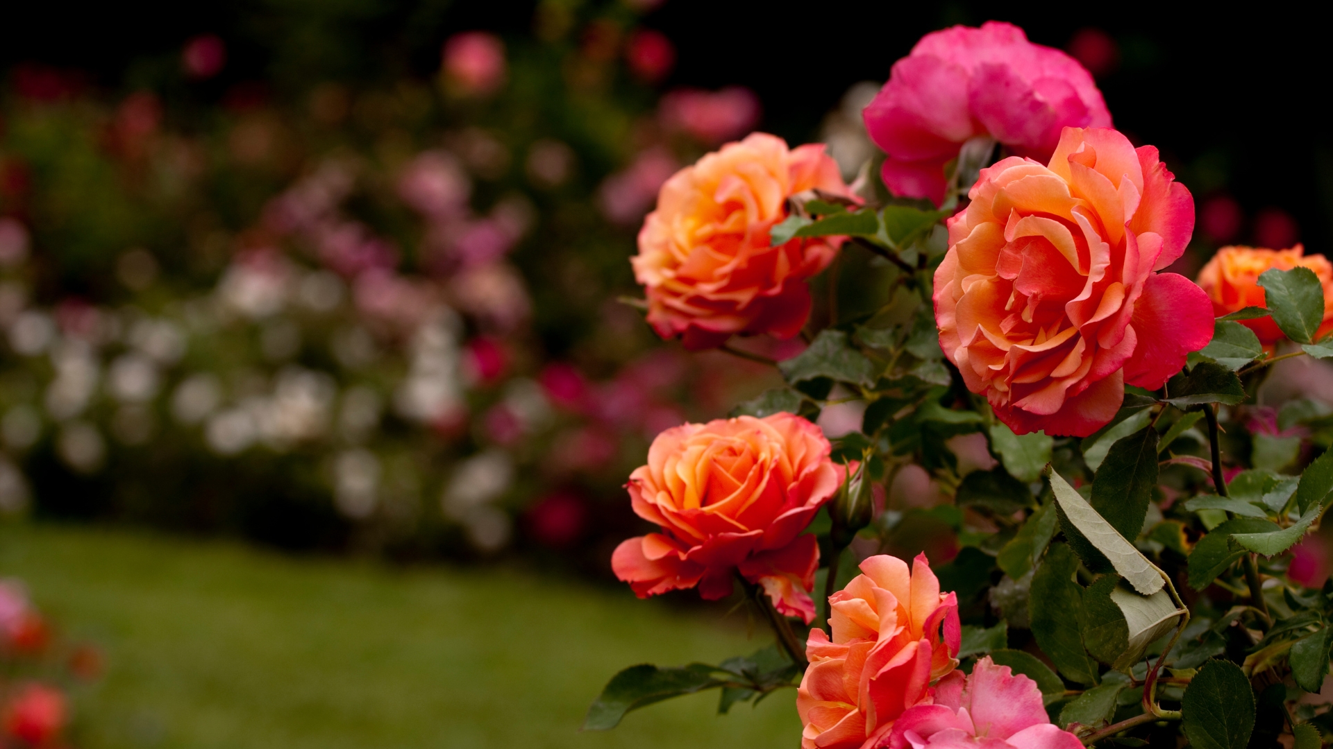 27 Flower Names And Their Meanings (Plus Some That Will Truly Surprise You)