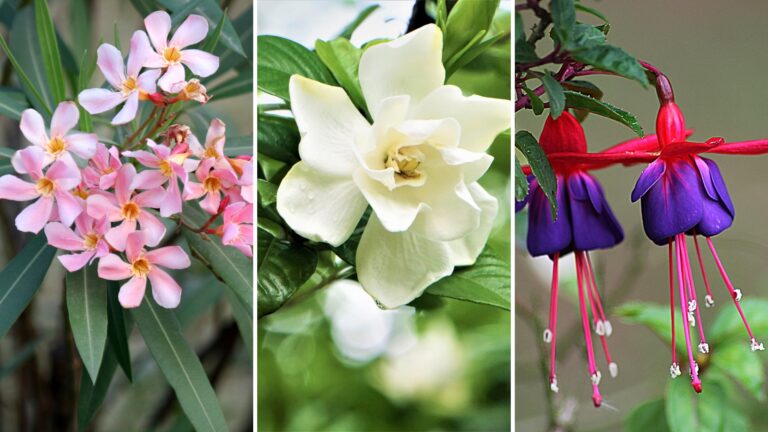 oleander gardenia and fuchsia flower