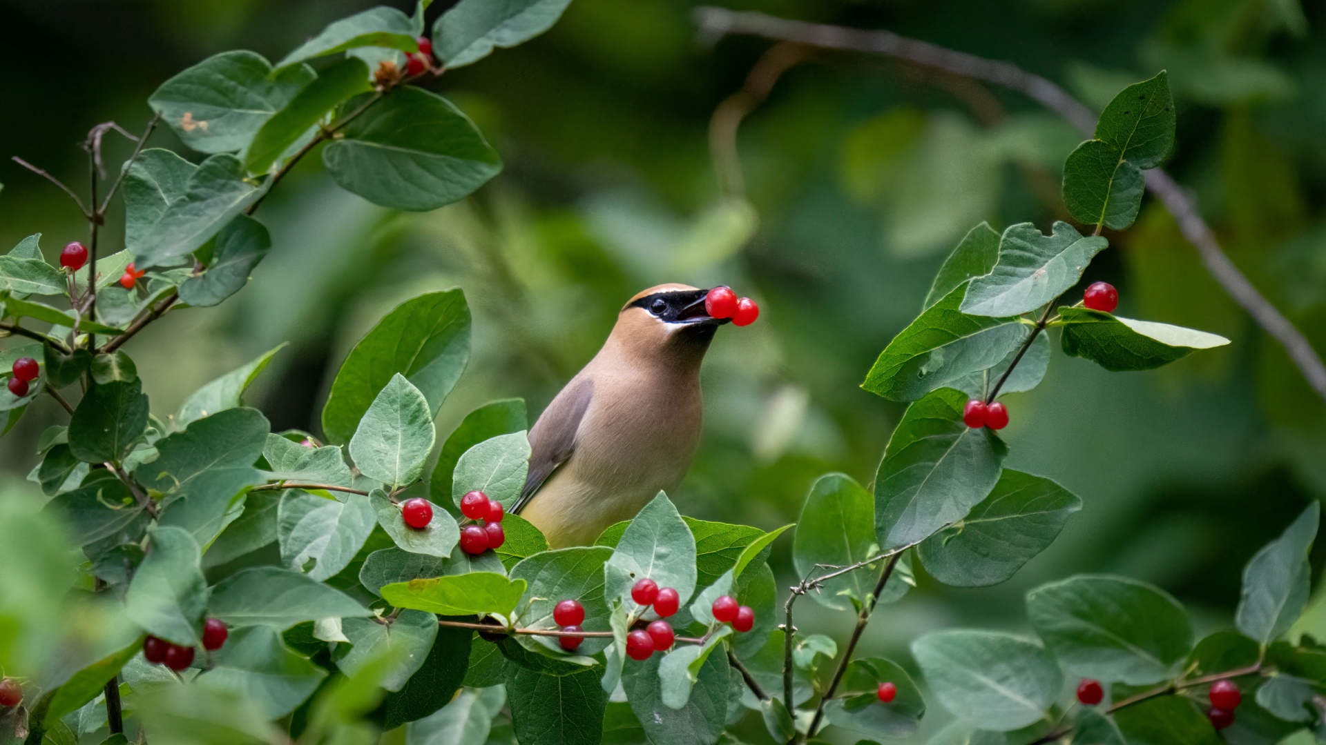 bird feeding on a shrub berry