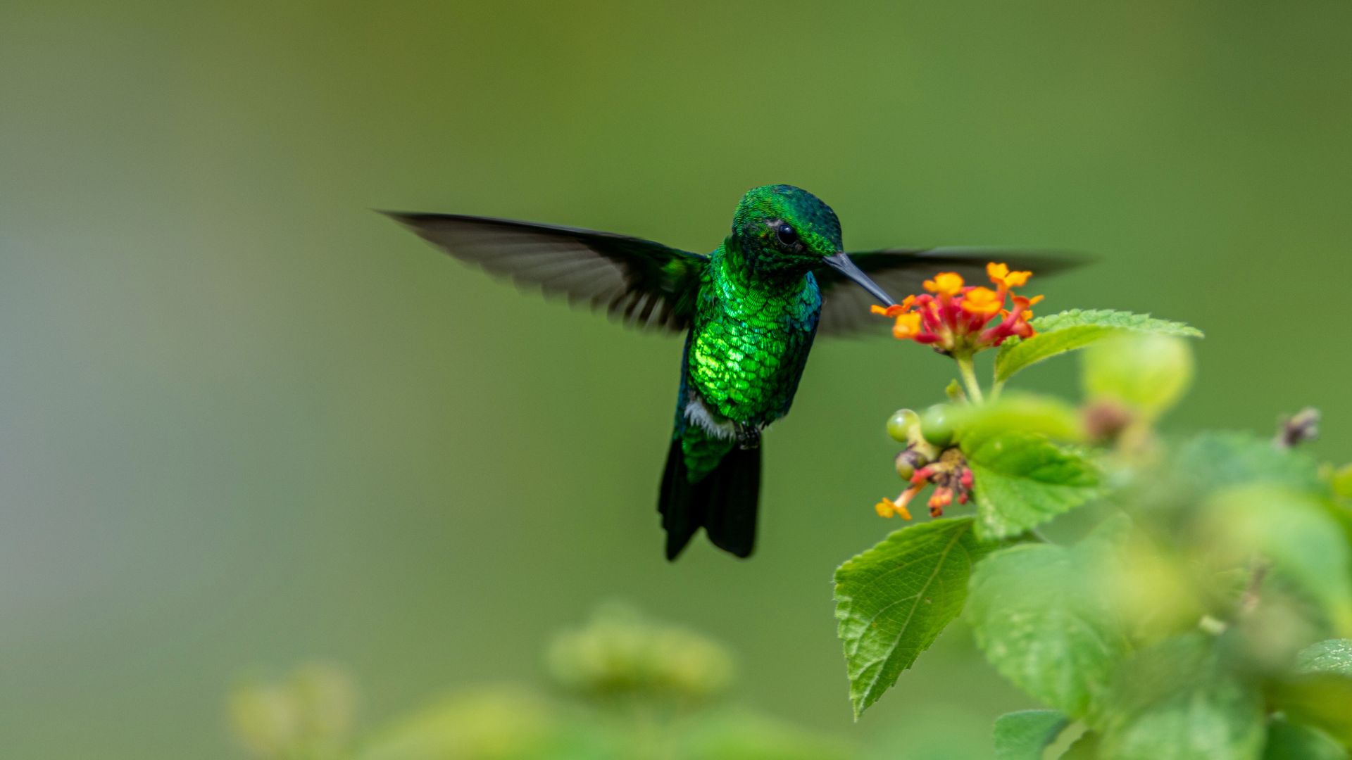 hummingbird on a flower