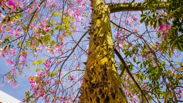 silk floss tree