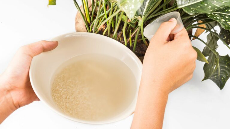 woman putting rice water in the plant soil