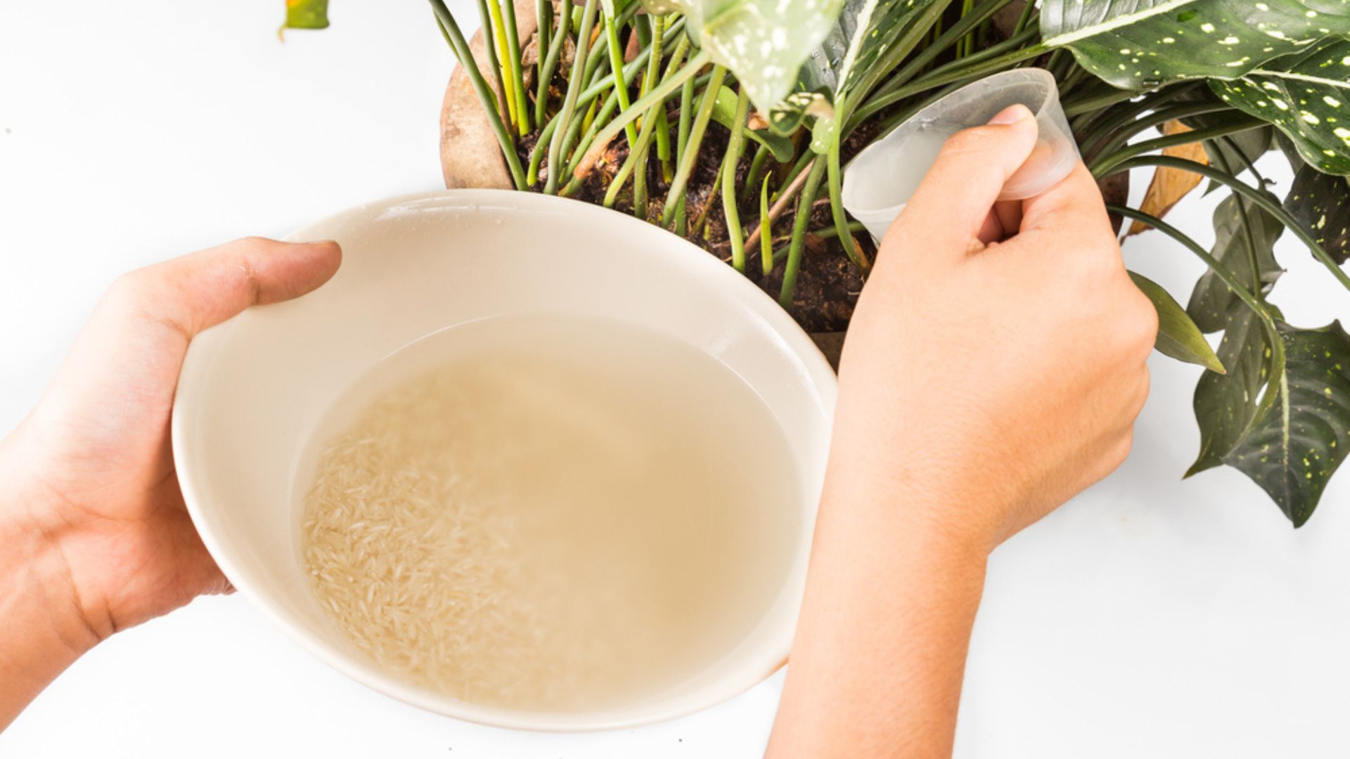 27 Ways To Use Rice Water To Help Your Plants Thrive