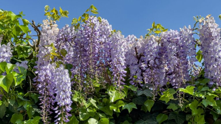 wisteria plant