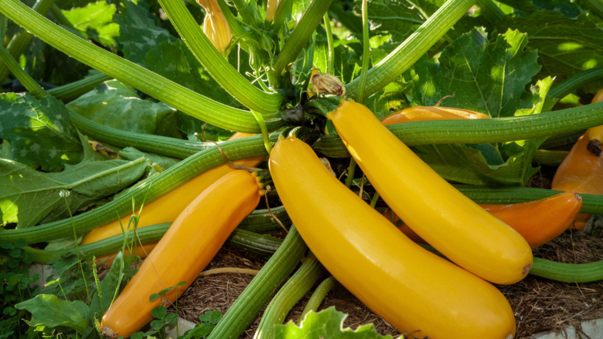 squash plant