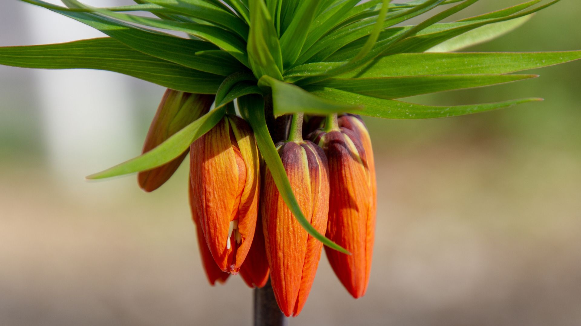 crown imperial