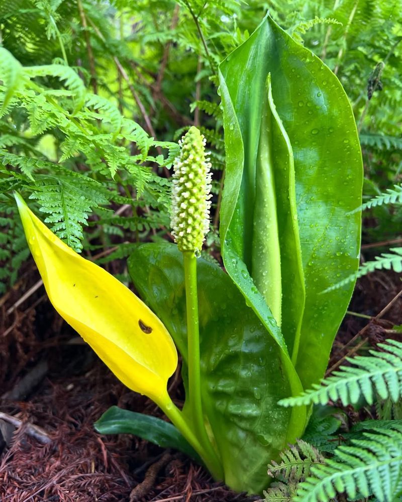 Skunk Cabbage