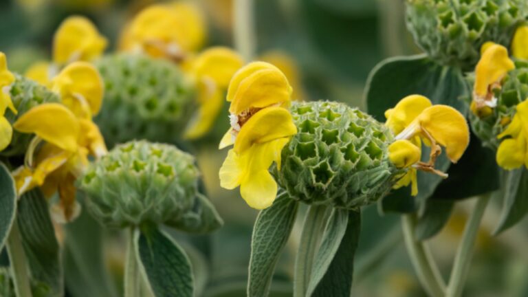 jerusalem sage plant