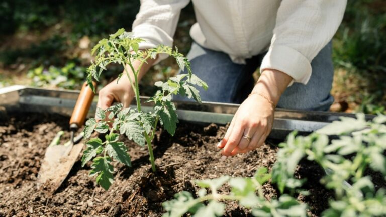 woman working in raised bed