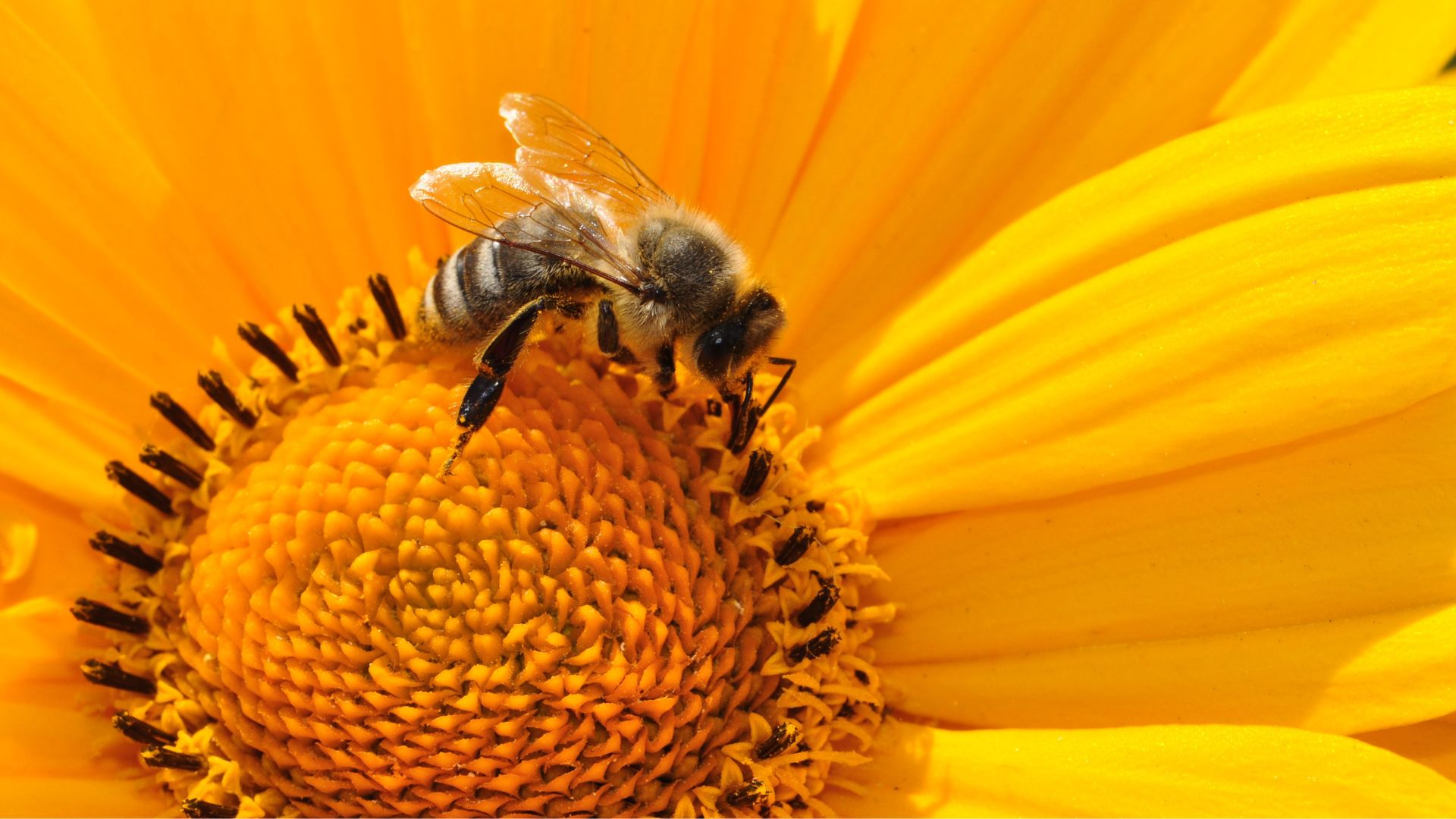 bee on a sunflower