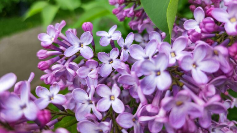 lilac flowers