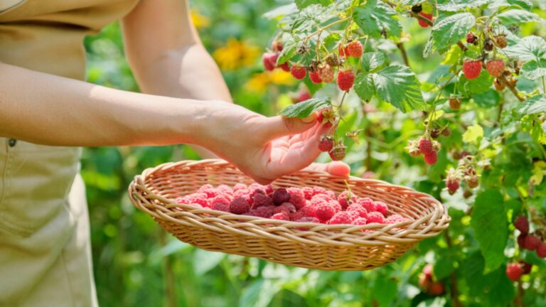 woman picking berries from bush