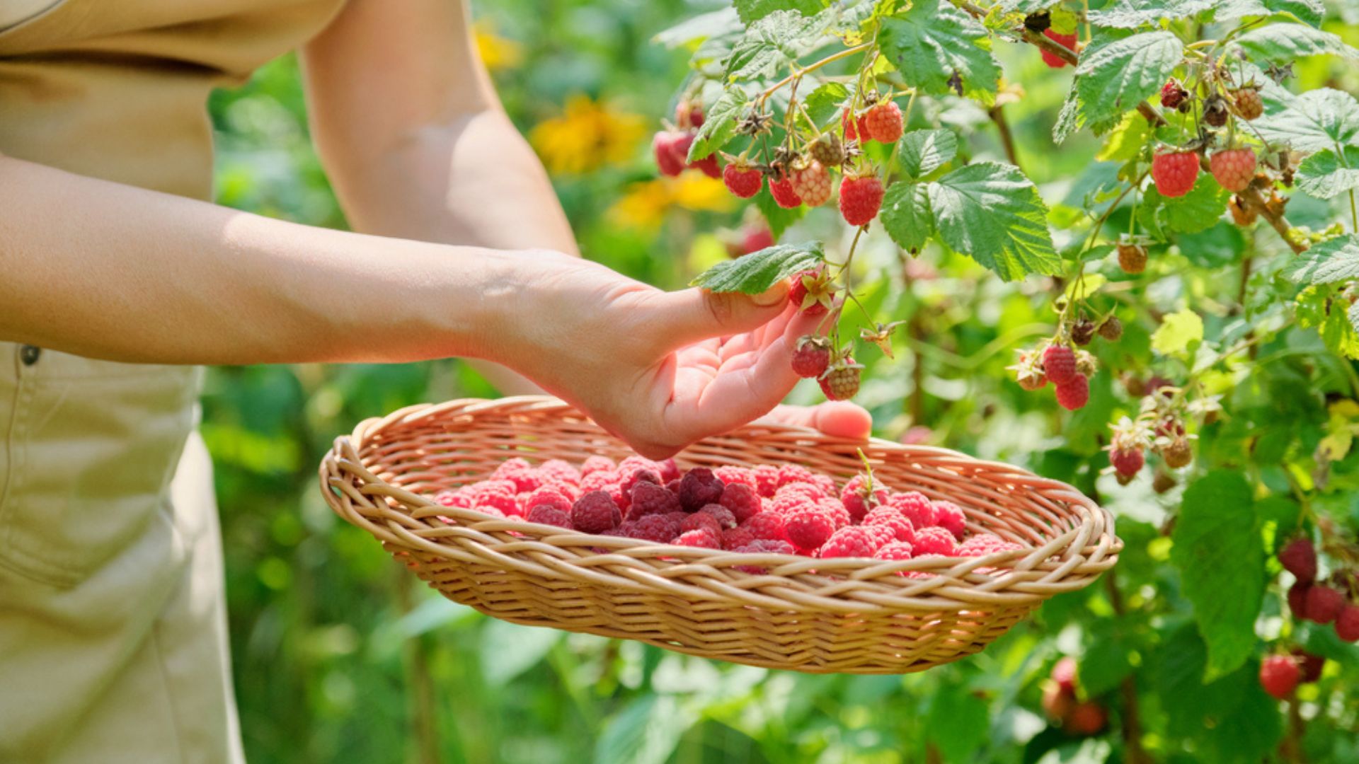 28 The Most Resilient Berry Bushes For Any Garden