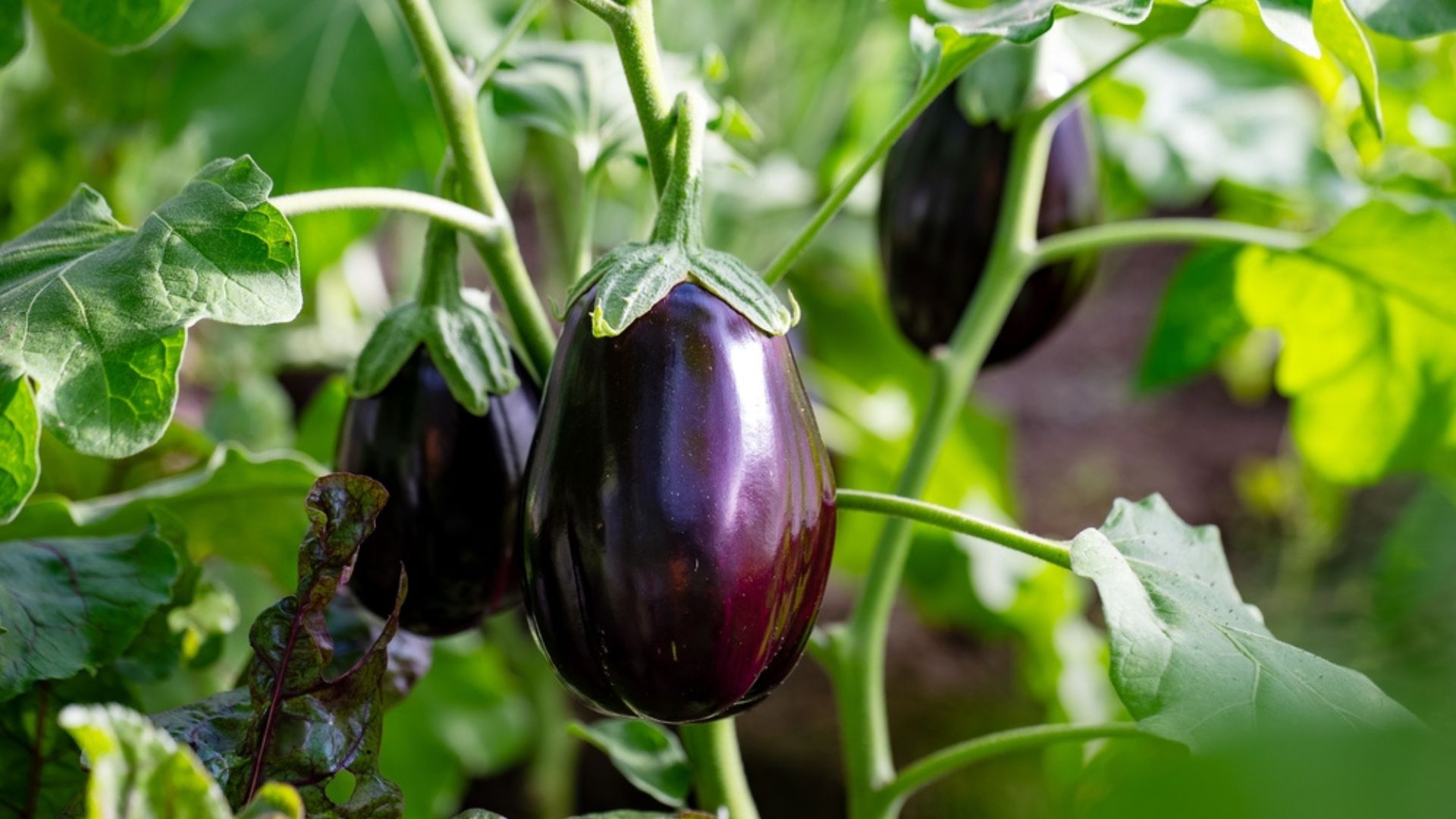 eggplant in garden