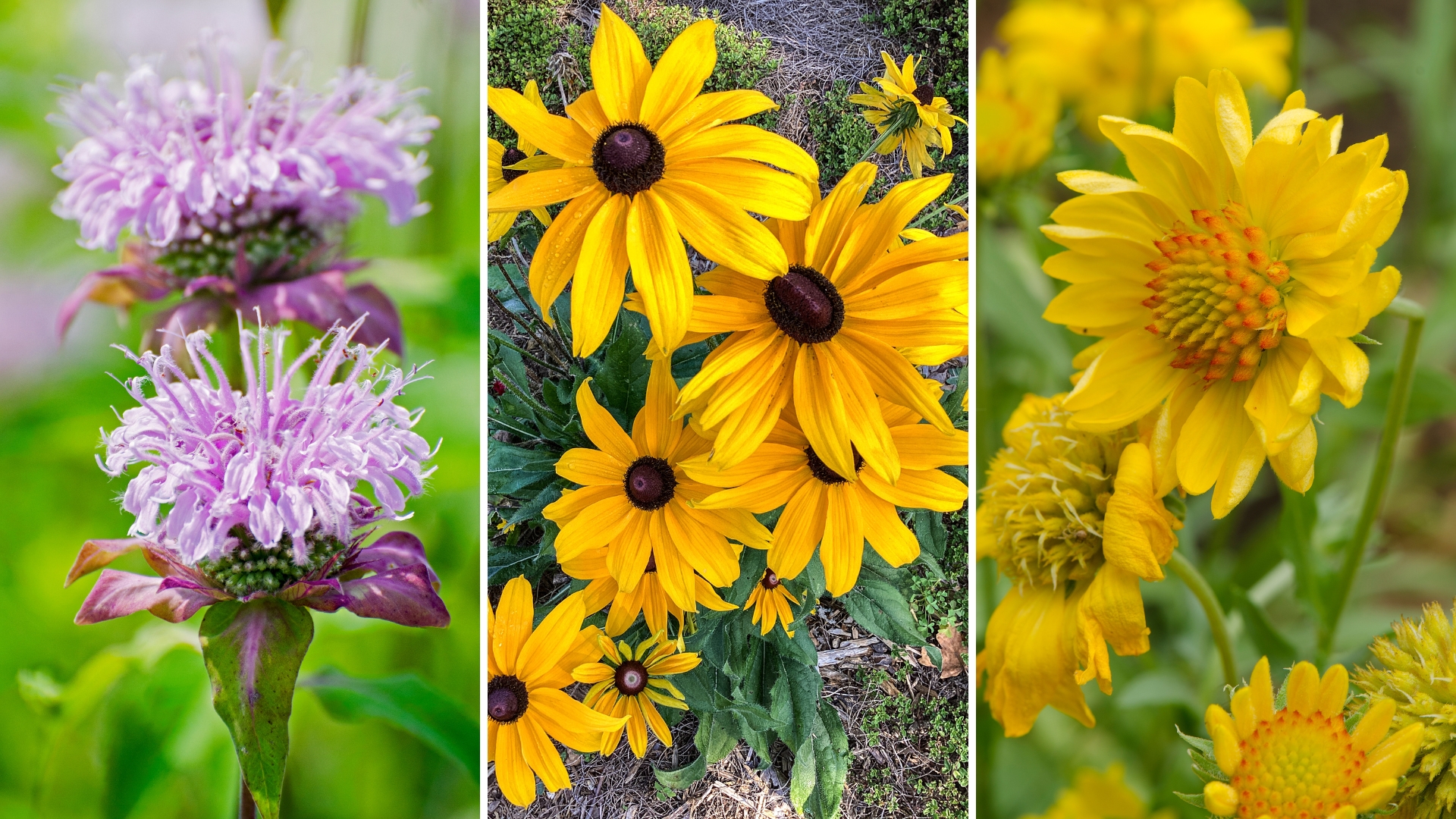 29 American Wildflowers That Will Thrive In Your Backyard Garden