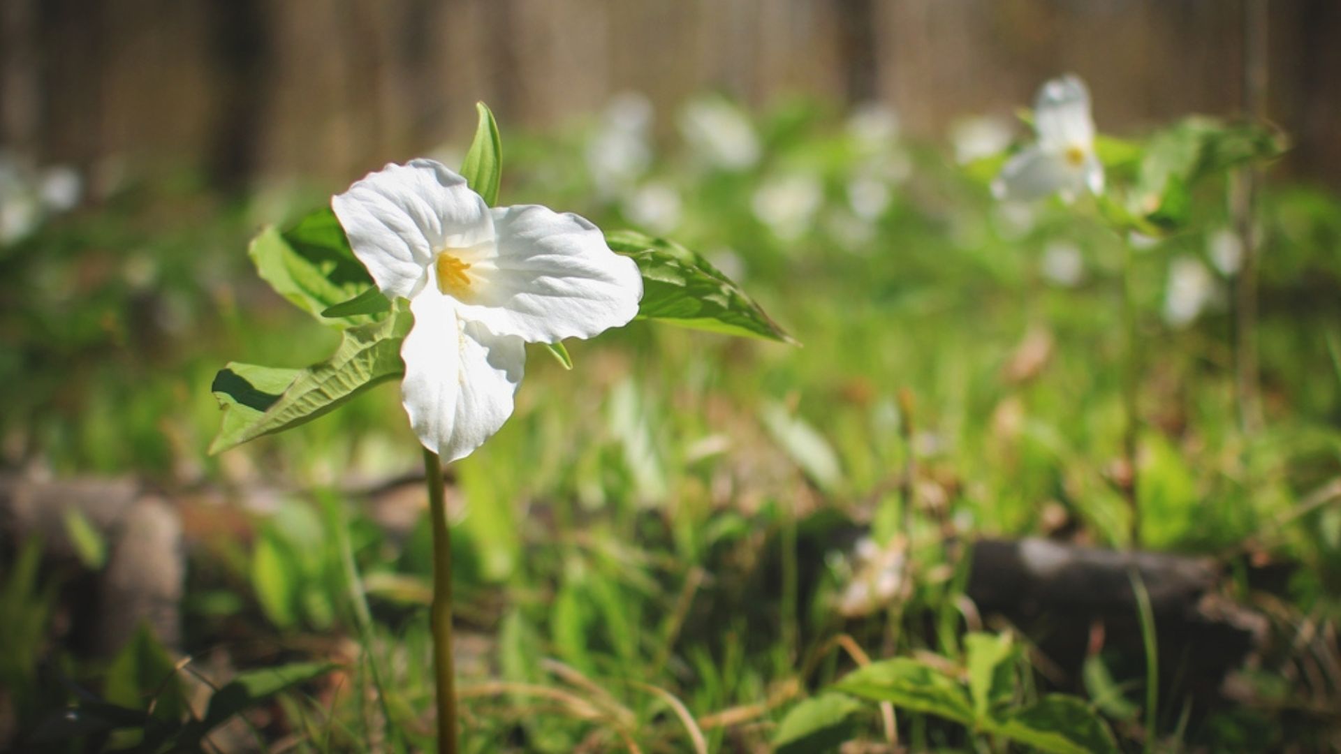 29 Best Woodland Flowers For A Forest Garden Vibe