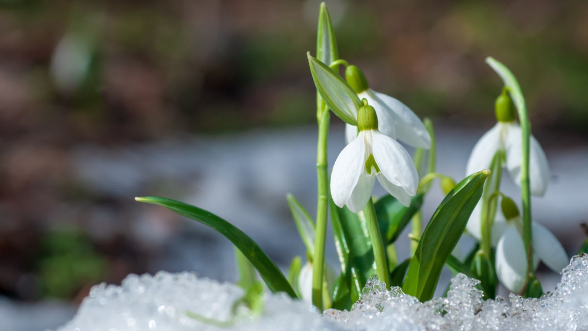 29 Cold Loving Flowers That Bloom In Winter