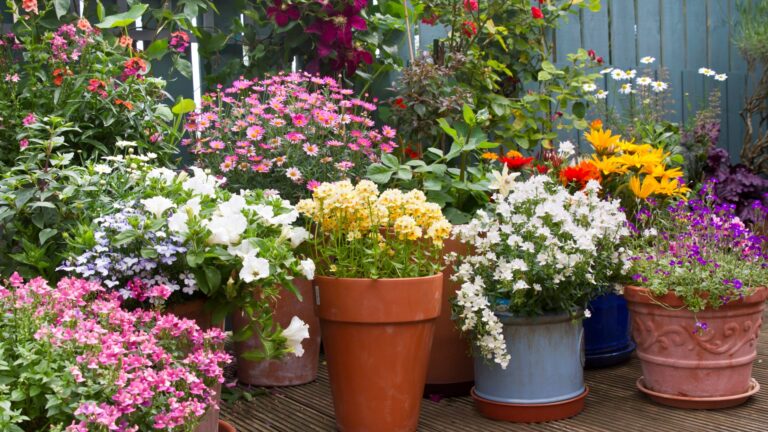 Patio area surrounded by various colourful potted plants. Container gardening ides.