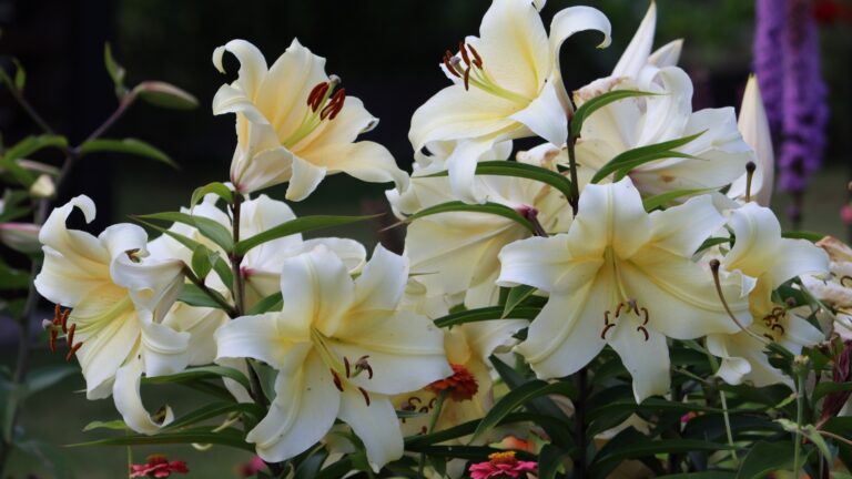Sweden. Lilium auratum ( yamayuri, literally "mountain lily") is one of the true lilies. I