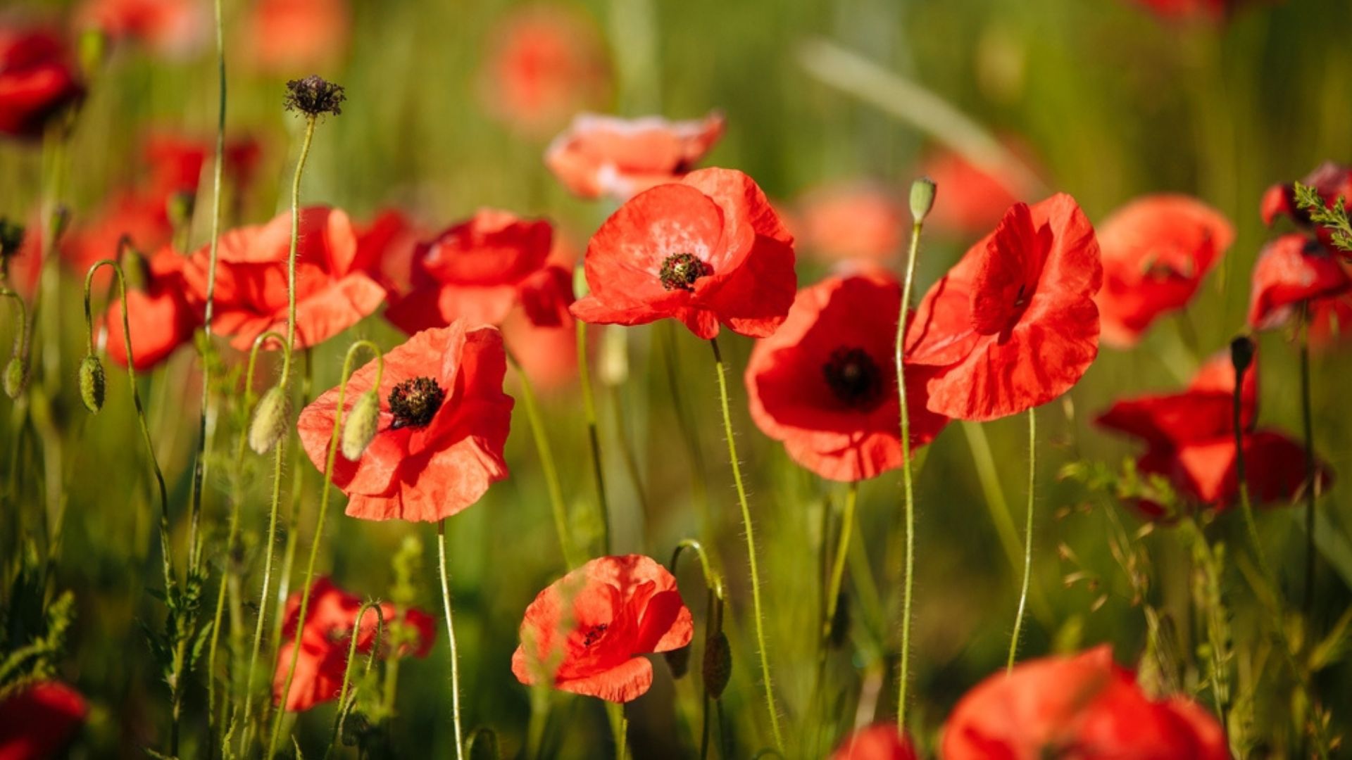 poppy flowers